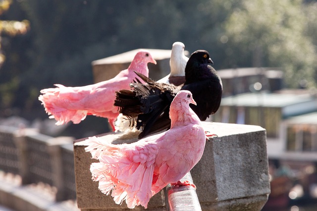 国家级机构 国家级机构